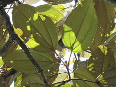 Miconia formosa