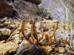 Drosera arcturi