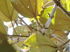 Miconia formosa