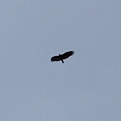 Cathartes aura