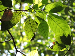 Ablânia