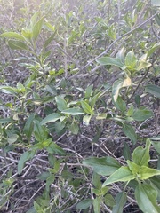 Helianthus californicus