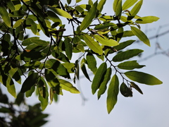 Annona dolabripetala