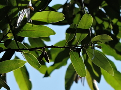 Annona dolabripetala