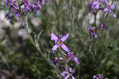 Matthiola fruticulosa