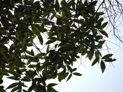 Myrcia