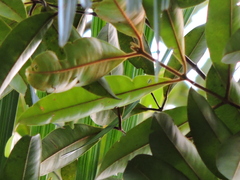Myrcia