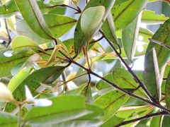 Myrcia