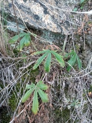 Potentilla humifusa