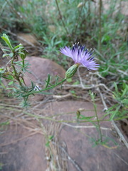 Centaurea aspera