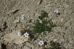 Linum tenuifolium