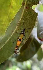 Chauliognathus imperialis