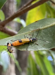 Chauliognathus imperialis