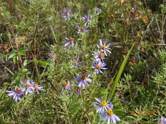 Galatella dahurica