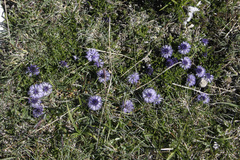 Globularia repens