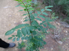Colutea arborescens