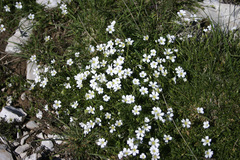 Cerastium alpinum