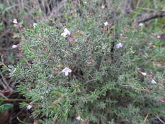 Thymus vulgaris