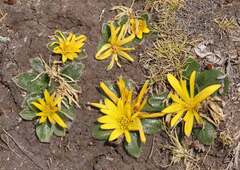 Knowltonia integrifolia