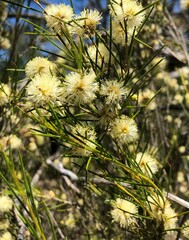 Melaleuca uncinata