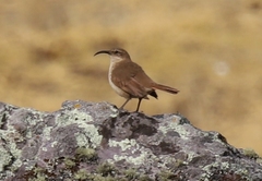 Upucerthia validirostris