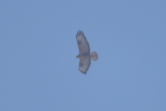 Buteo