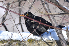 Turdus merula intermedius