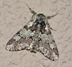 Biston strataria