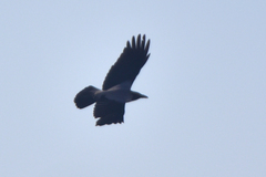 Corvus cornix sharpii