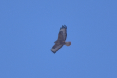 Buteo