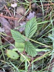 Rubus ulmifolius