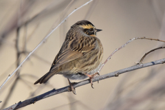 Prunella atrogularis huttoni