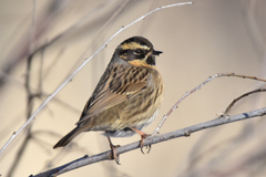 Prunella atrogularis huttoni