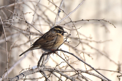Prunella atrogularis huttoni