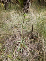 Gentianella stellata