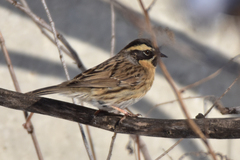 Prunella atrogularis huttoni