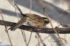 Prunella atrogularis huttoni