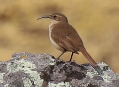 Upucerthia validirostris