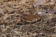 Upucerthia validirostris