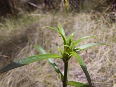 Gentianella stellata