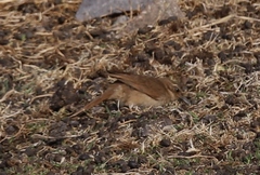 Upucerthia validirostris