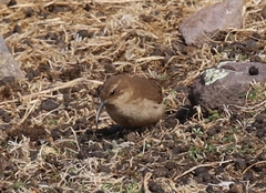 Upucerthia validirostris