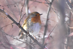 Erithacus rubecula tataricus