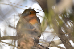 Erithacus rubecula tataricus