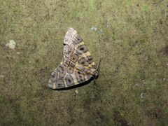 Pantherodes