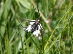 Libelloides coccajus