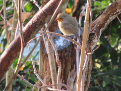 Erithacus rubecula