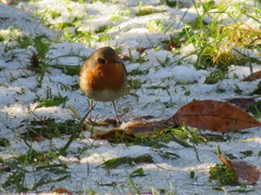 Erithacus rubecula