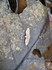 Parapoynx crisonalis