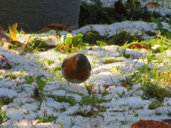 Erithacus rubecula